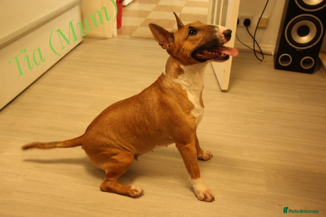 Miniature Bull terrier dogs for sale: Miniature Bull Terrier  - Image 18