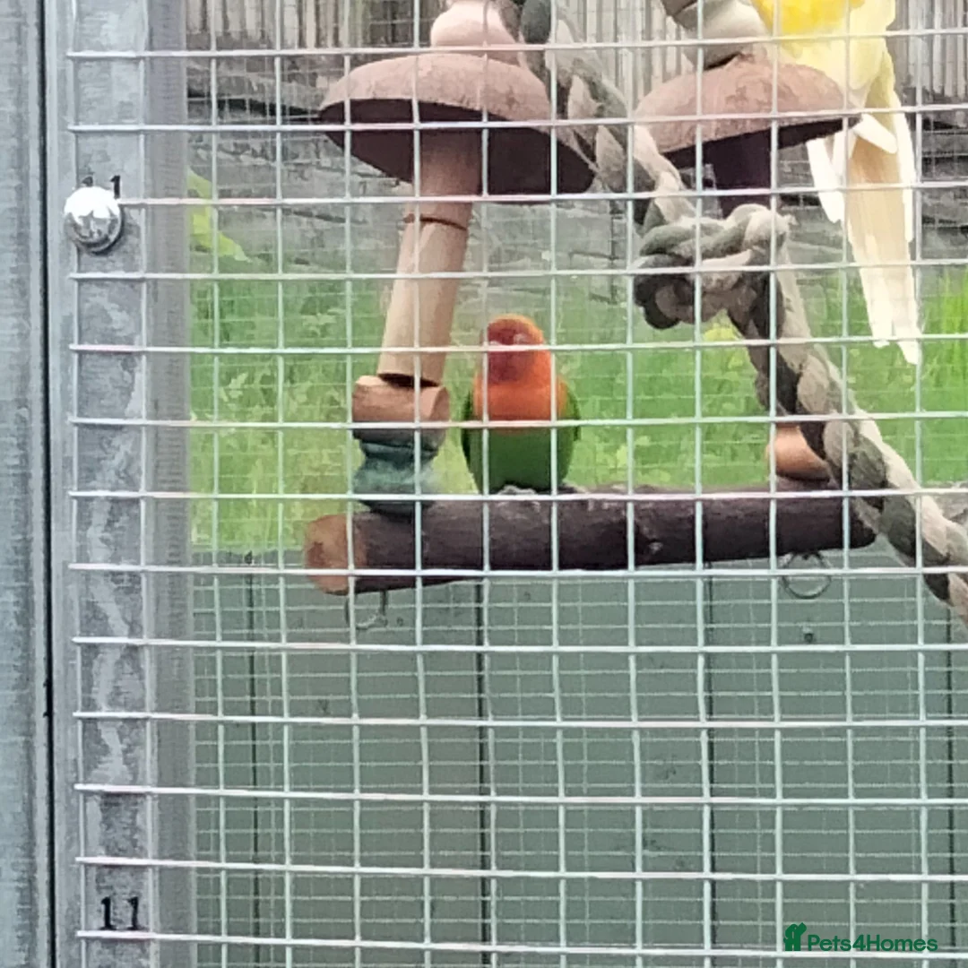 Parakeets birds for sale: Birds  - Advert 1