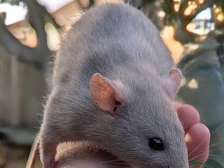 Rat rodents Baby rats various breeds available - Advert 1