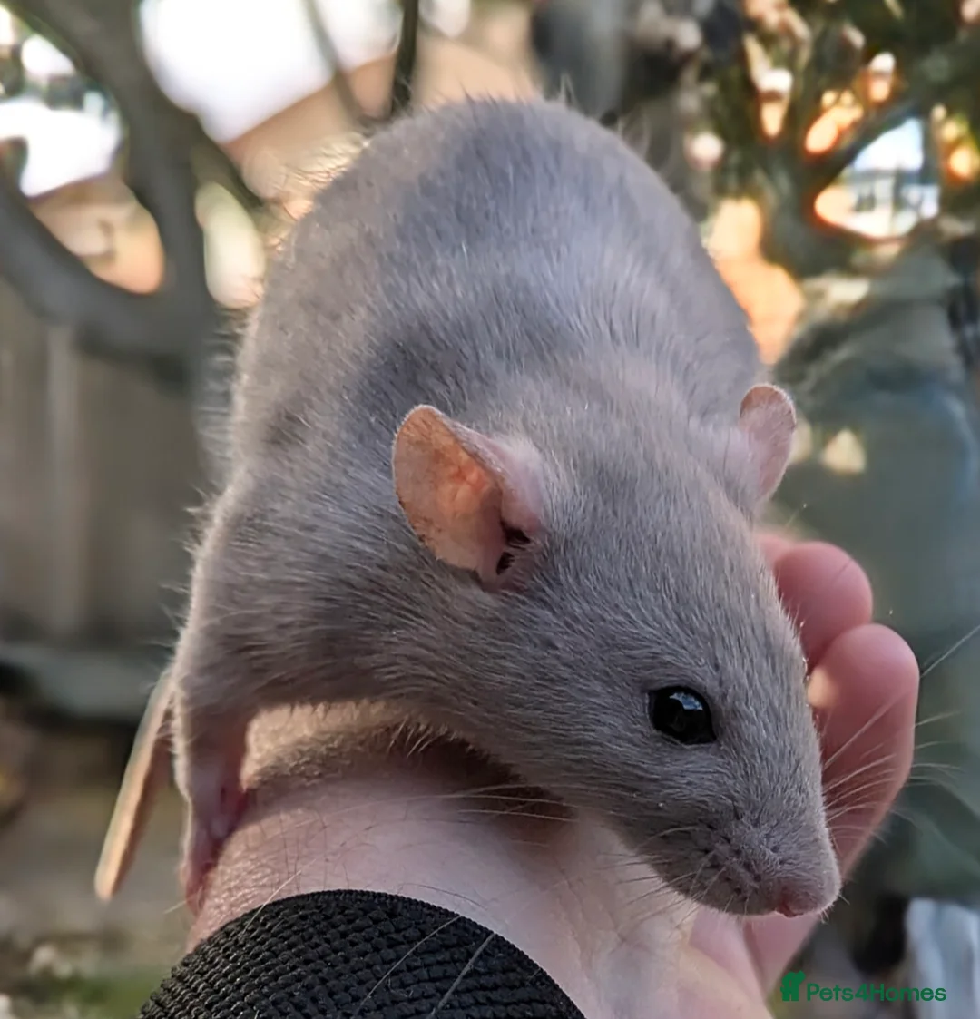 Rat rodents for sale: Baby rats various breeds available - Advert 1