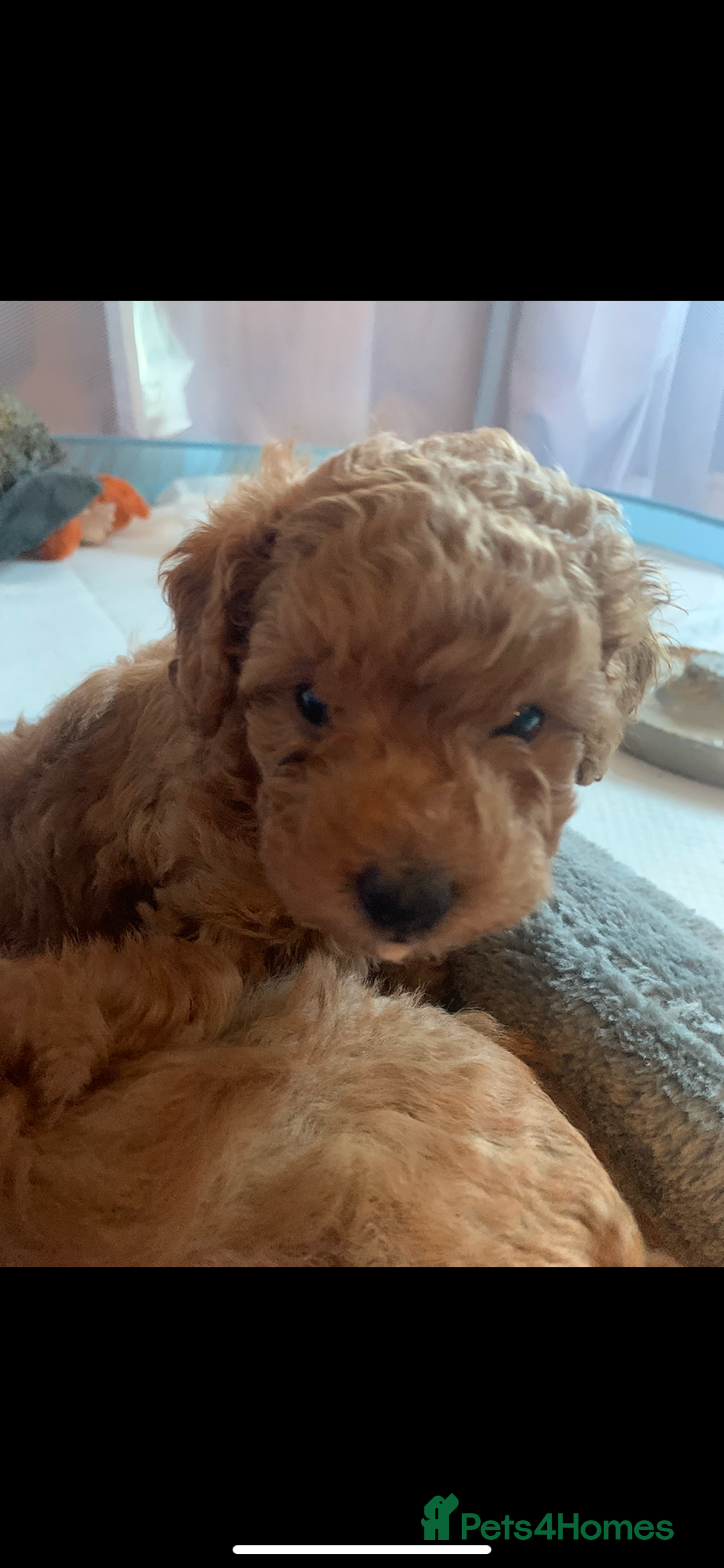 Cavapoo dogs for sale: Toy Cavapoo puppies - Advert 10