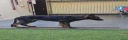 German Shepherd dogs for sale: ALPHA K9 - WORKING LINE GERMAN SHEPHERD - Advert 4