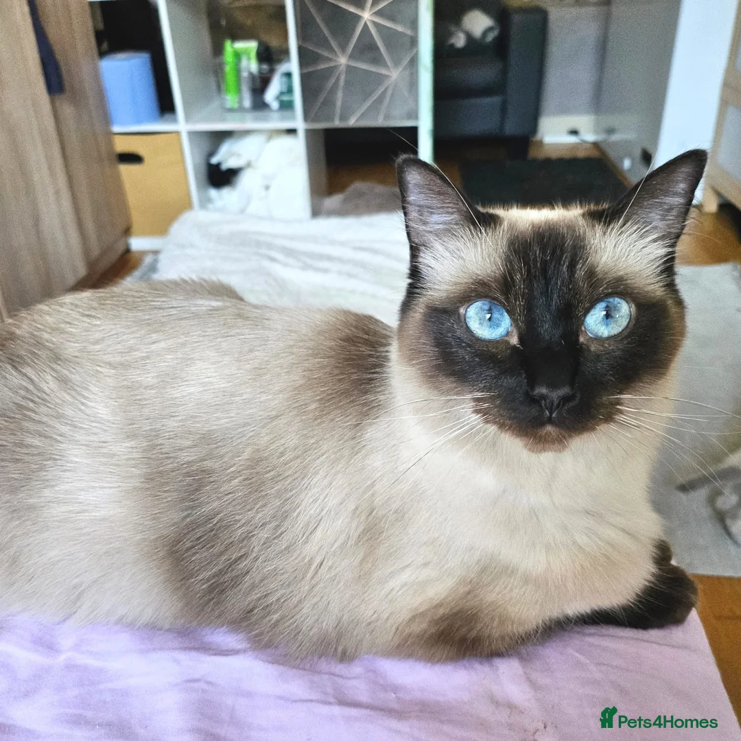 Ragdoll cats for sale: Ragdoll kittens (delivery available) - Advert 4