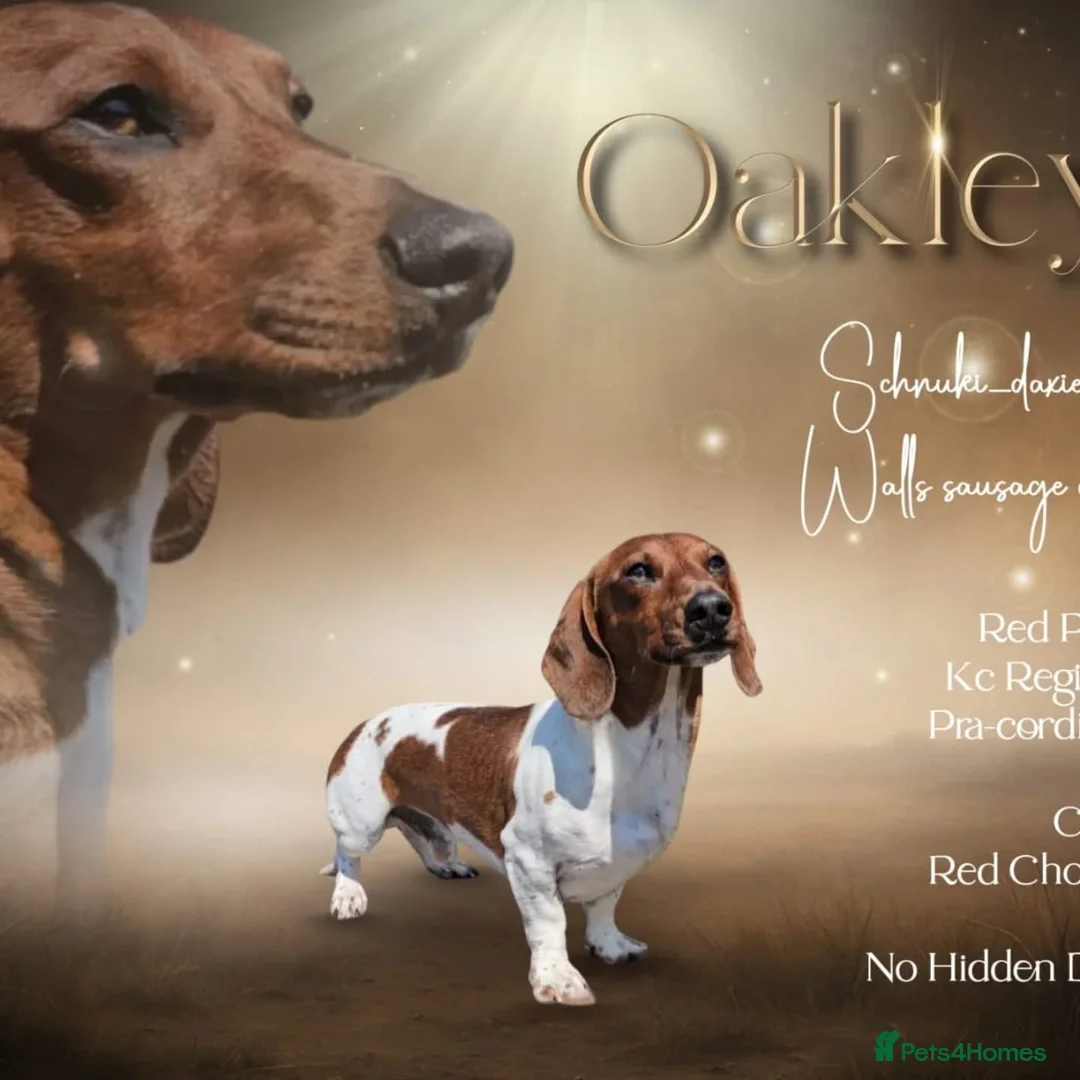 Dachshund dogs for sale: Dachshund choc-based-red puppies available now!! - Advert 8