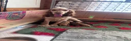 Cocker Spaniel dogs for sale: Cocker spaniel puppies in Dronfield - Advert 3