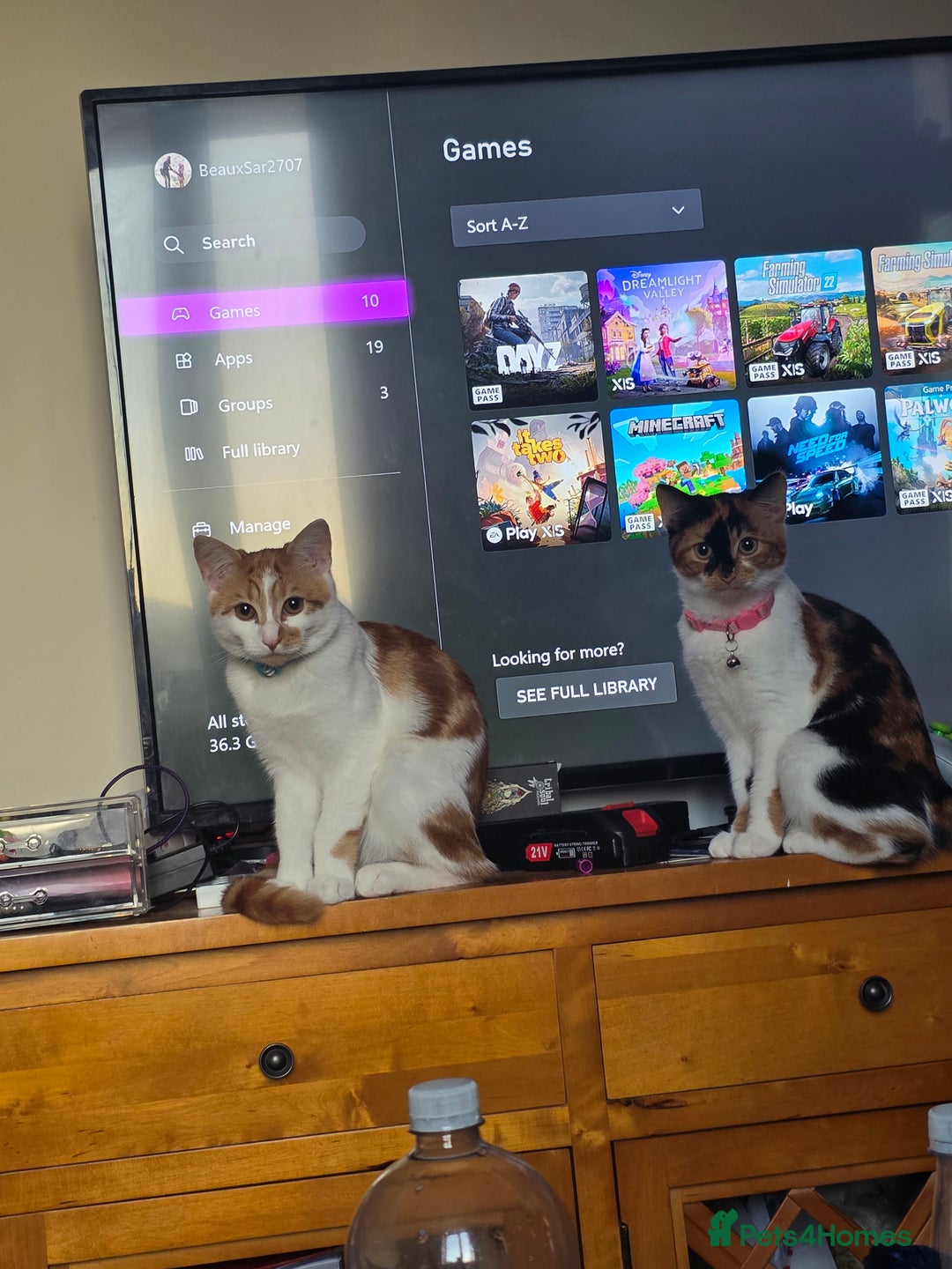 Mixed Breed cats for sale: White&ginger male cat  - Advert 3