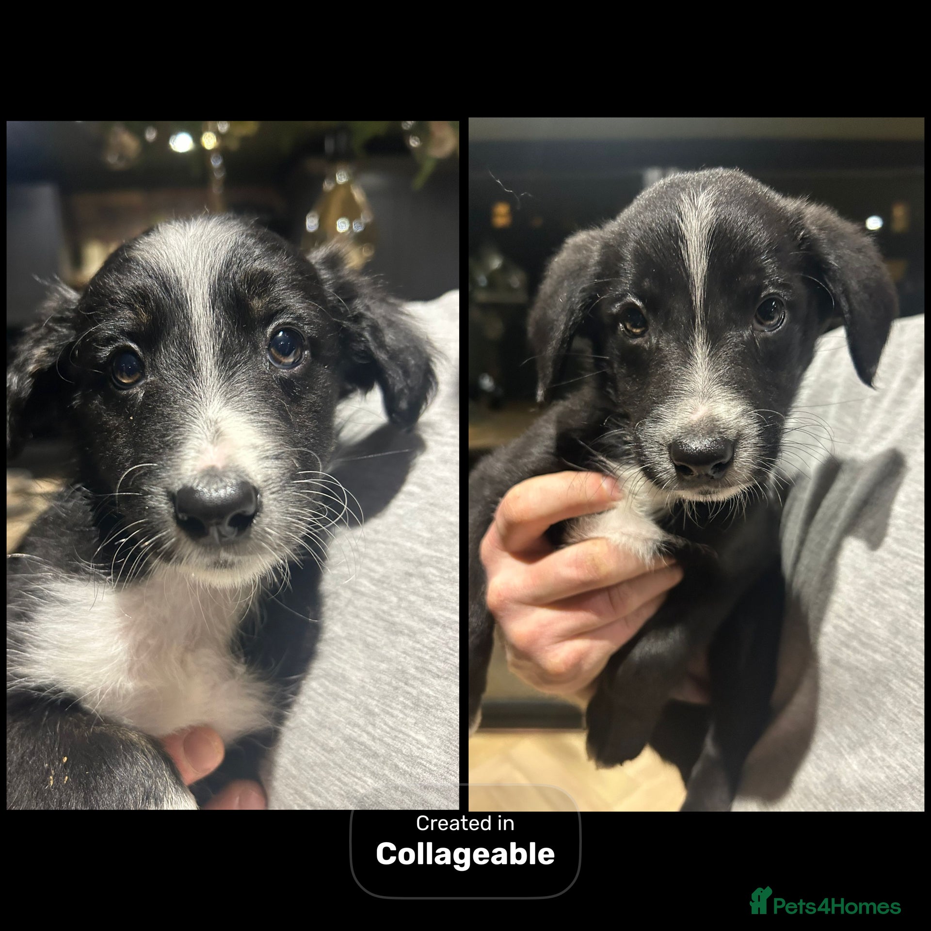 Bordoodle dogs READY 2 LEAVE Beautiful BORDOODLE 1girl 1boy left. - Advert 14