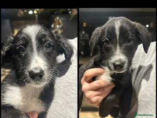 Bordoodle dogs READY 2 LEAVE Beautiful BORDOODLE 1girl 1boy left. - Advert 14