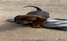 Dachshund dogs for sale: Dachshund puppies available for rehoming. - Image 1