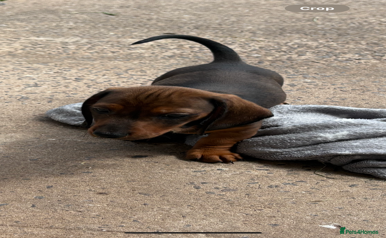 Dachshund dogs - Advert 4