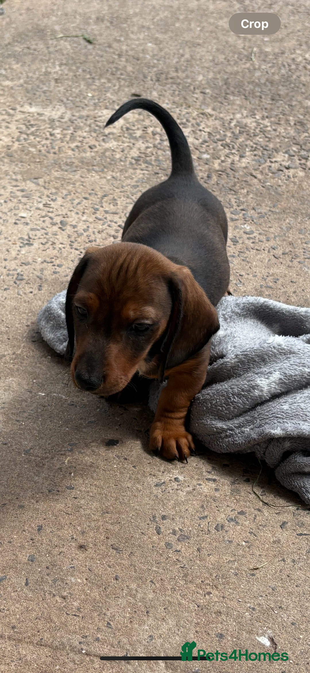 Dachshund dogs for sale: Dachshund puppies available for rehoming. - Image 1