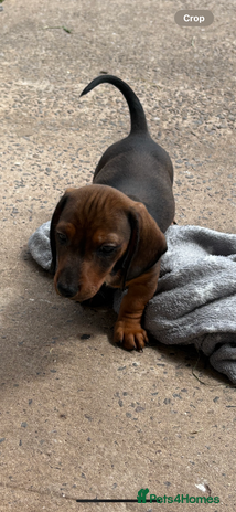 Dachshund dogs - Advert 2