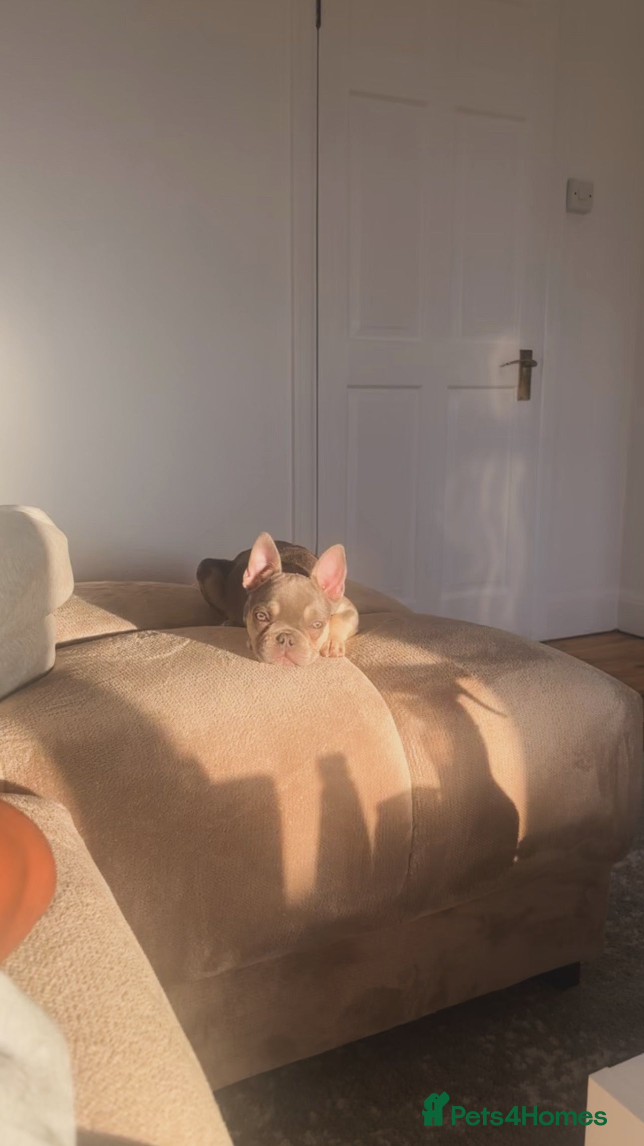 French Bulldog dogs Lilac French Bulldog - Advert 1