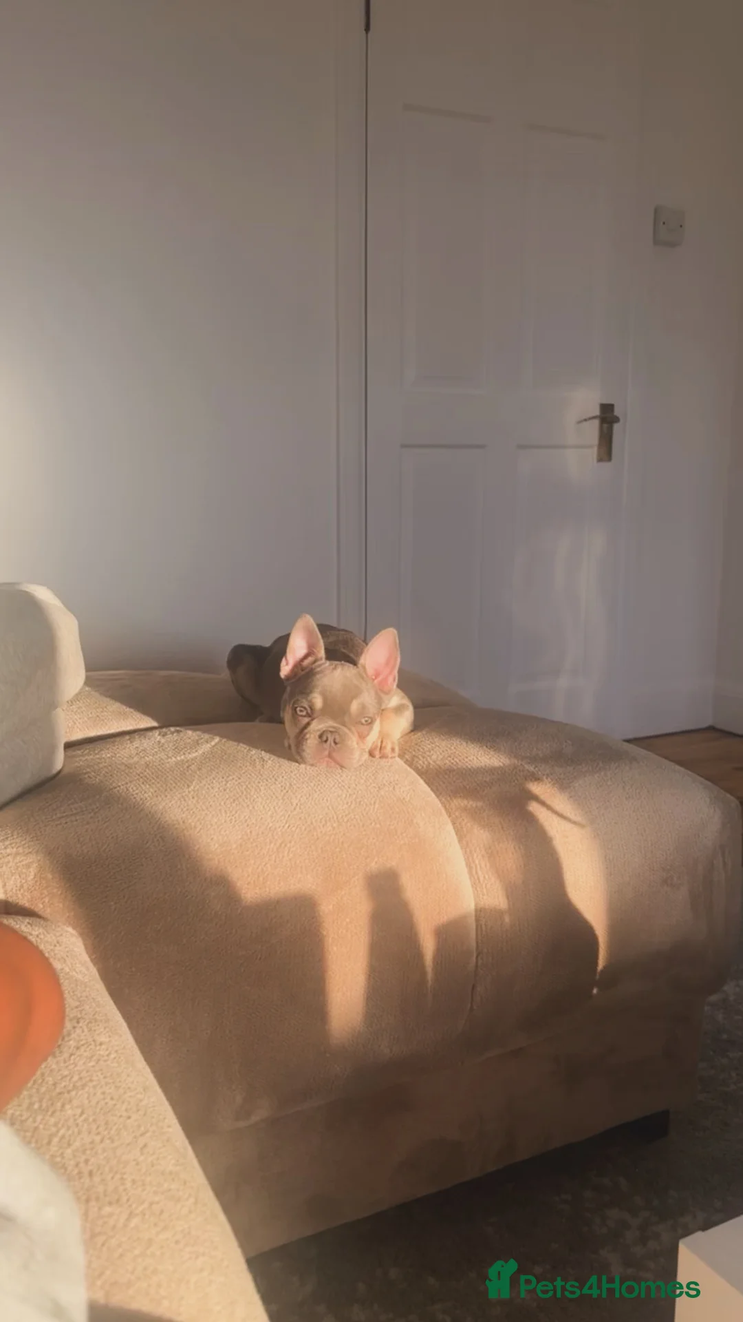 French Bulldog dogs for sale: Lilac French Bulldog - Advert 1