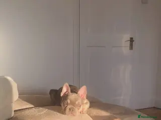 French Bulldog dogs Lilac French Bulldog - Advert 1