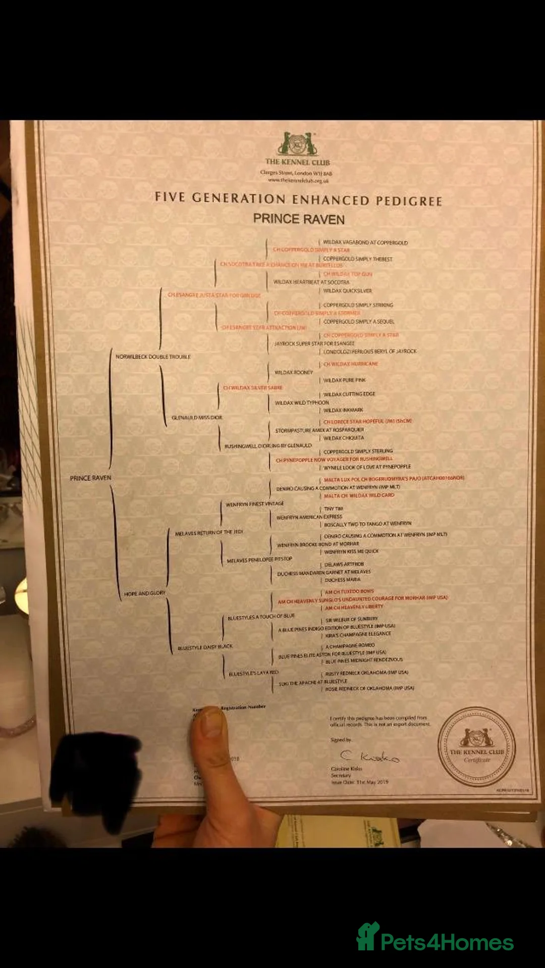 Boston Terrier dogs for stud: Outstanding champion lines in Doncaster - Advert 2