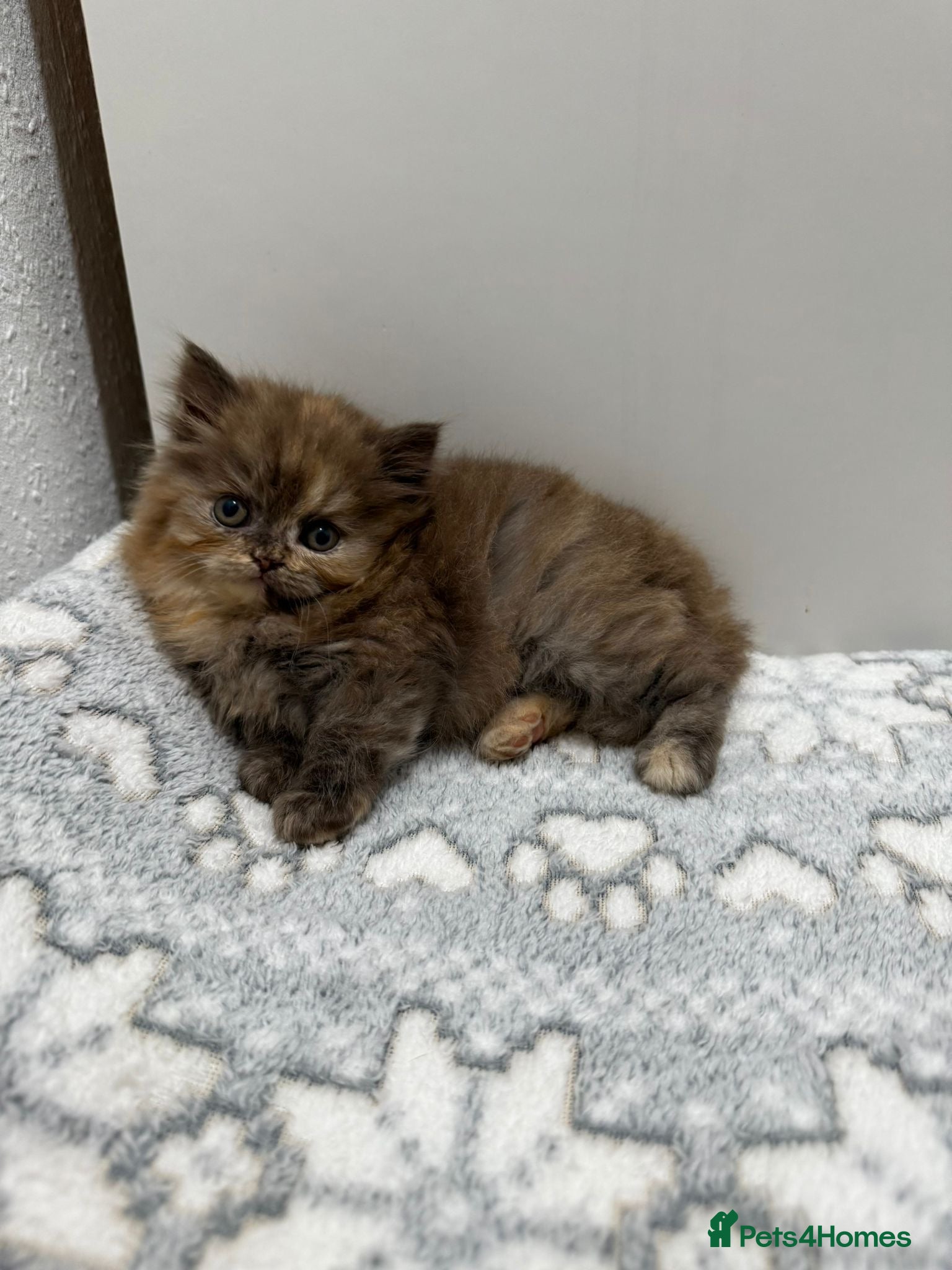 British Shorthair cats Stunning chocolate BSH & BLH kittens - Advert 15