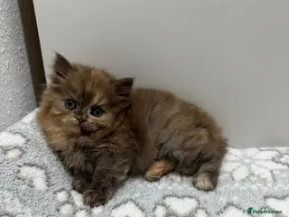 British Shorthair cats Stunning chocolate BSH & BLH kittens - Advert 15