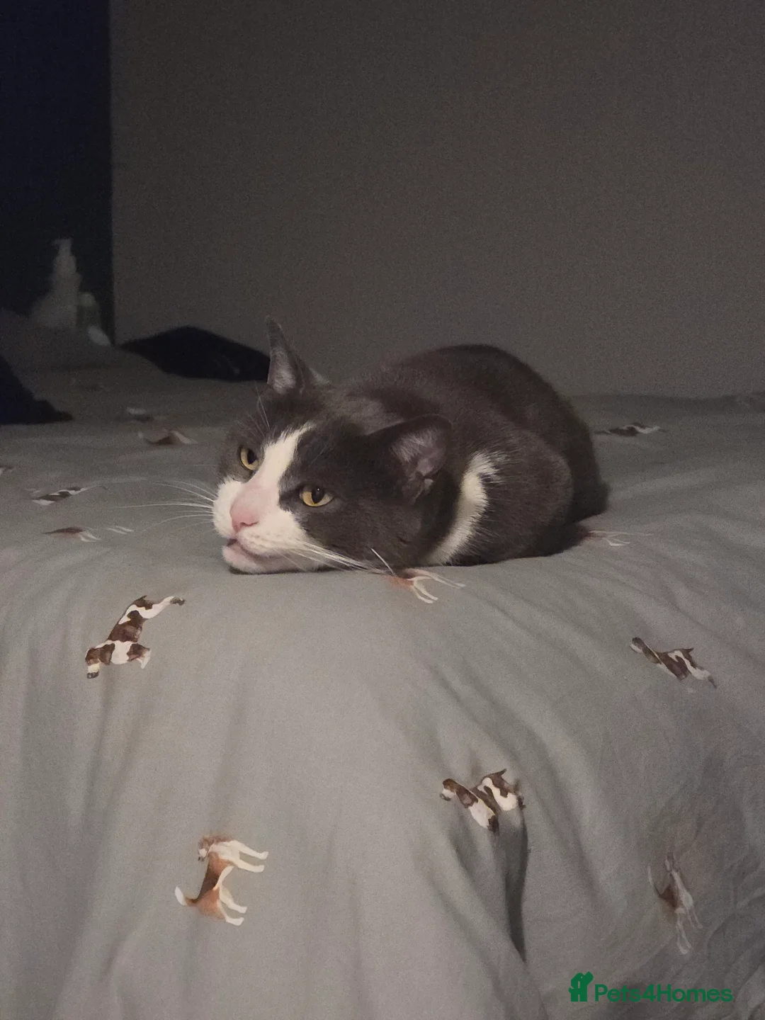 Mixed Breed cats for sale: Juno 7 years old - Advert 3