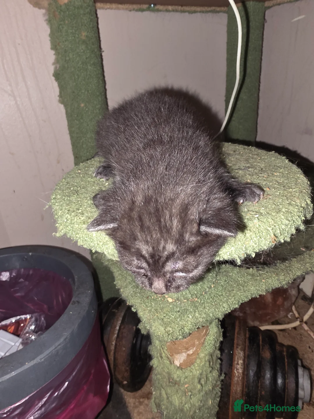 Mixed Breed cats for sale: Beautiful kittens  - Advert 7