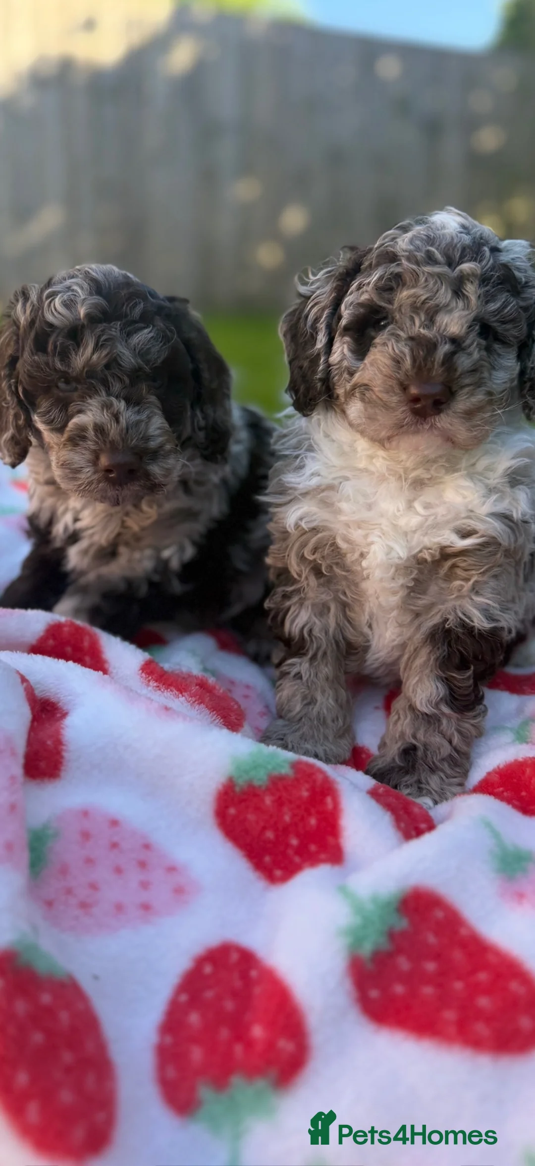 Cavapoo dogs for sale: 🤍 READY NOW MALES & FEMALES F1 CAVAPOOS 🤍 - Advert 2