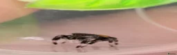 Spiders invertebrates for sale: Unsexed i5/i6 Jumping spider Florida Everglades  - Advert 8
