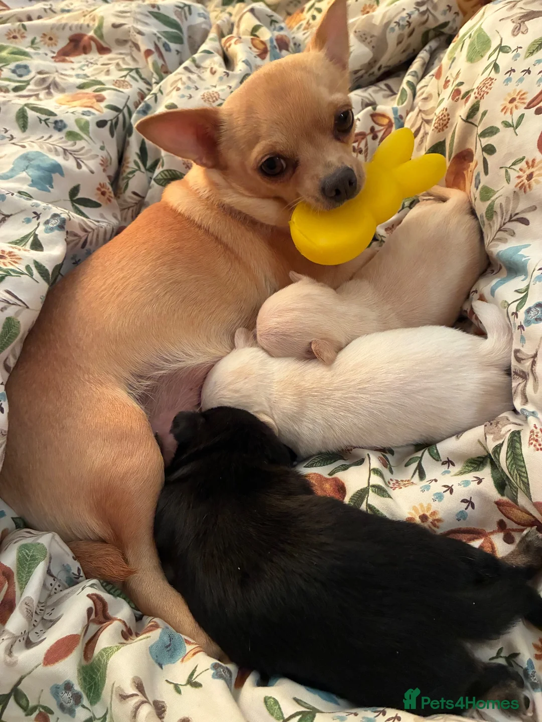 Chihuahua dogs for sale: Chihuahua puppies  in Sheerness - Advert 6