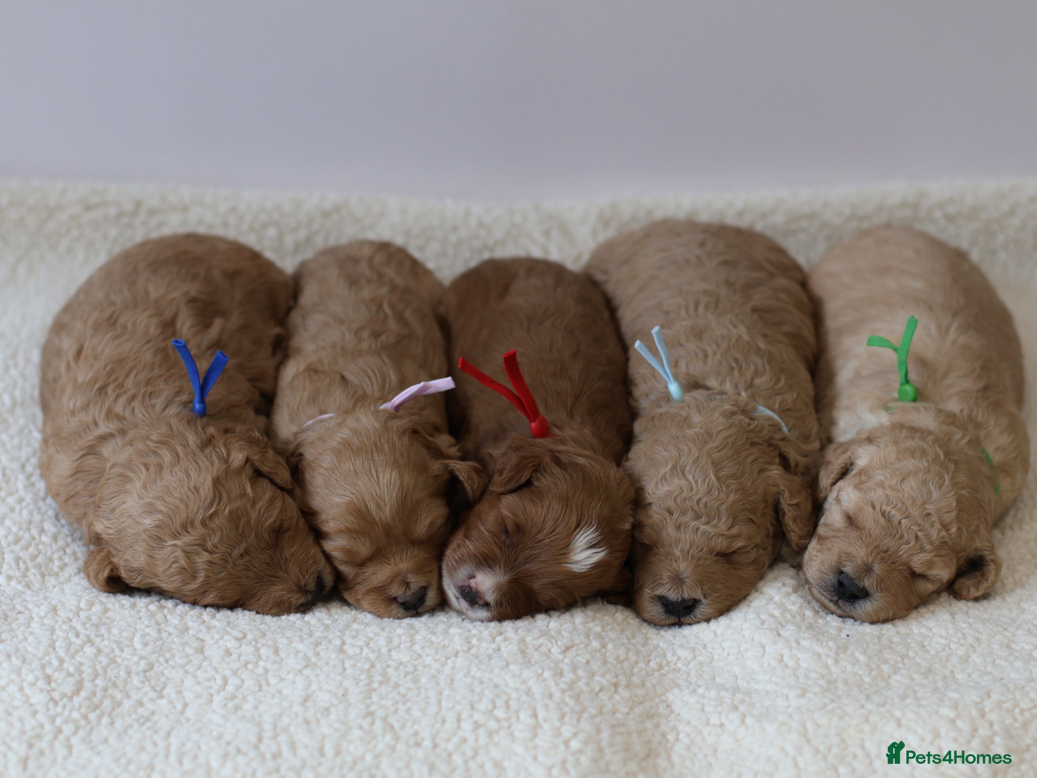 Cavapoo dogs 5*Licensed+DNAtested+Vetchecked+Red+Apricot+Cream - Advert 1