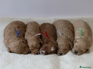 Cavapoo dogs for sale: 5*Licensed+DNAtested+Vetchecked+Red+Apricot+Cream - Advert 2