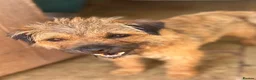 Border Terrier dogs for sale: 🐾 Licensed breeder of KC border terrier puppies  - Advert 3