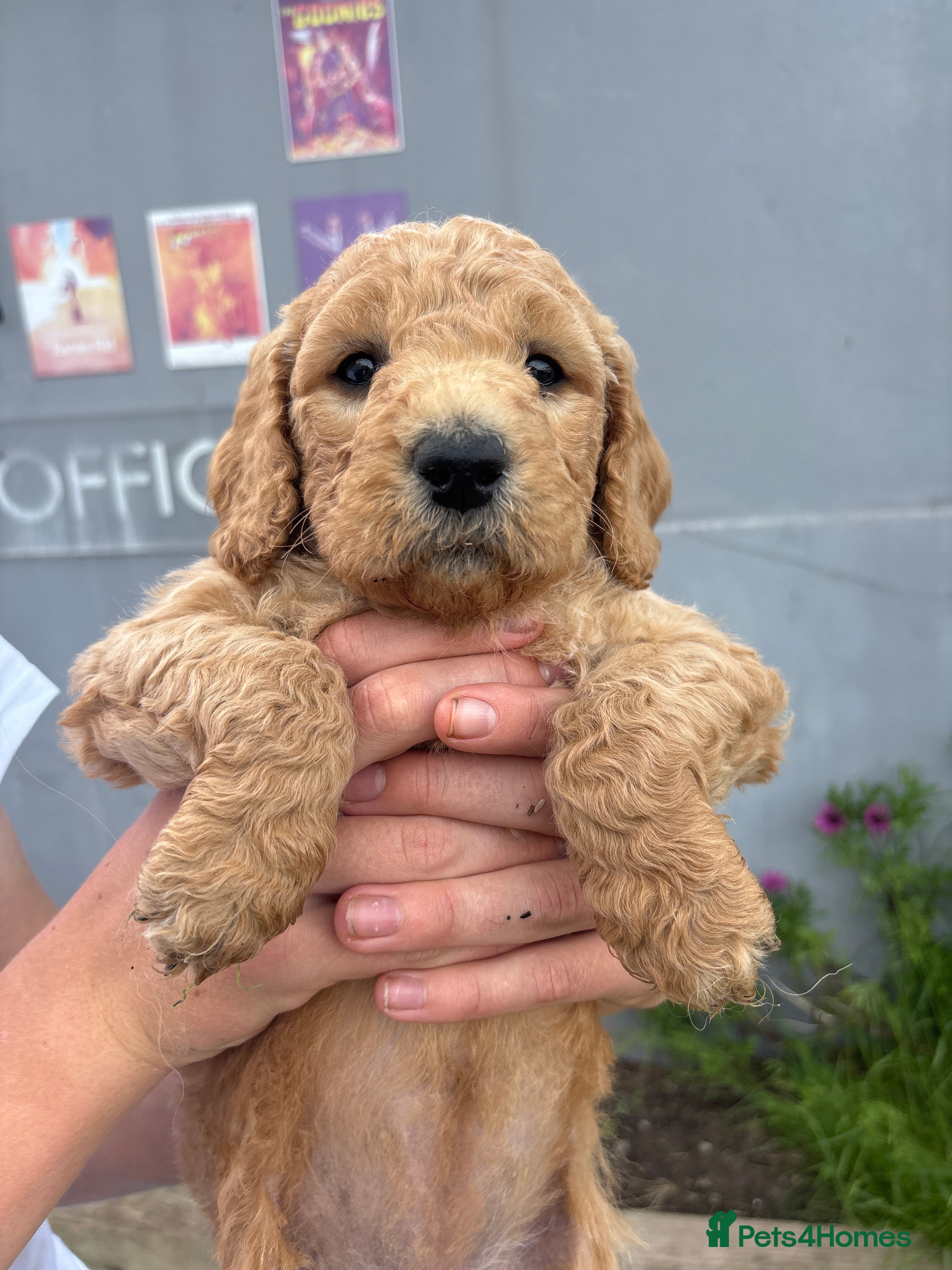 Double Doodle dogs for sale: Beautiful double/golden doodles from family pet - Advert 23