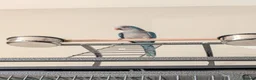 Parrots birds for sale: Reluctant sale of my blue Quaker parrot Mr chips  - Advert 12
