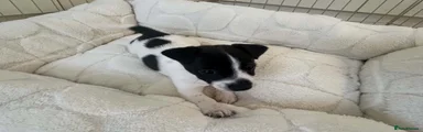 Jack Russell 2