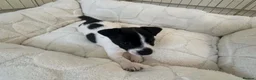 Jack Russell dogs for sale: Jack Russell  - Advert 5