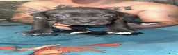 Cane Corso dogs for sale: Cane corso puppy’s  - Advert 3