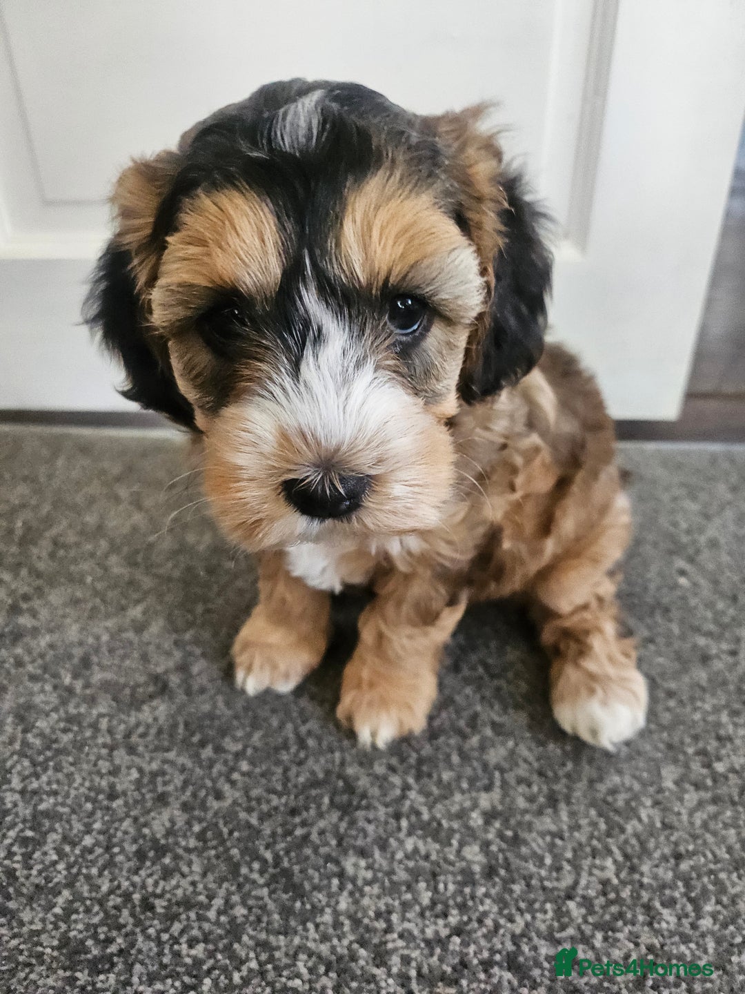 Cockapoo dogs for sale:  7 week old Cockapoos 2 girls ( both sold)  1 boy  - Image 2