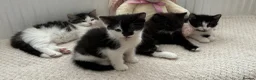 British Shorthair cats for sale: 6 stunning kittens - Advert 4