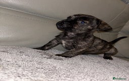 Mixed Breed dogs for sale: Rare Frenchie and Yorkie Mix litter - Image 11