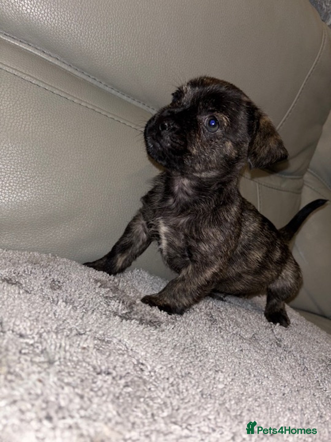 Mixed Breed dogs for sale: Rare Frenchie and Yorkie Mix litter - Image 11