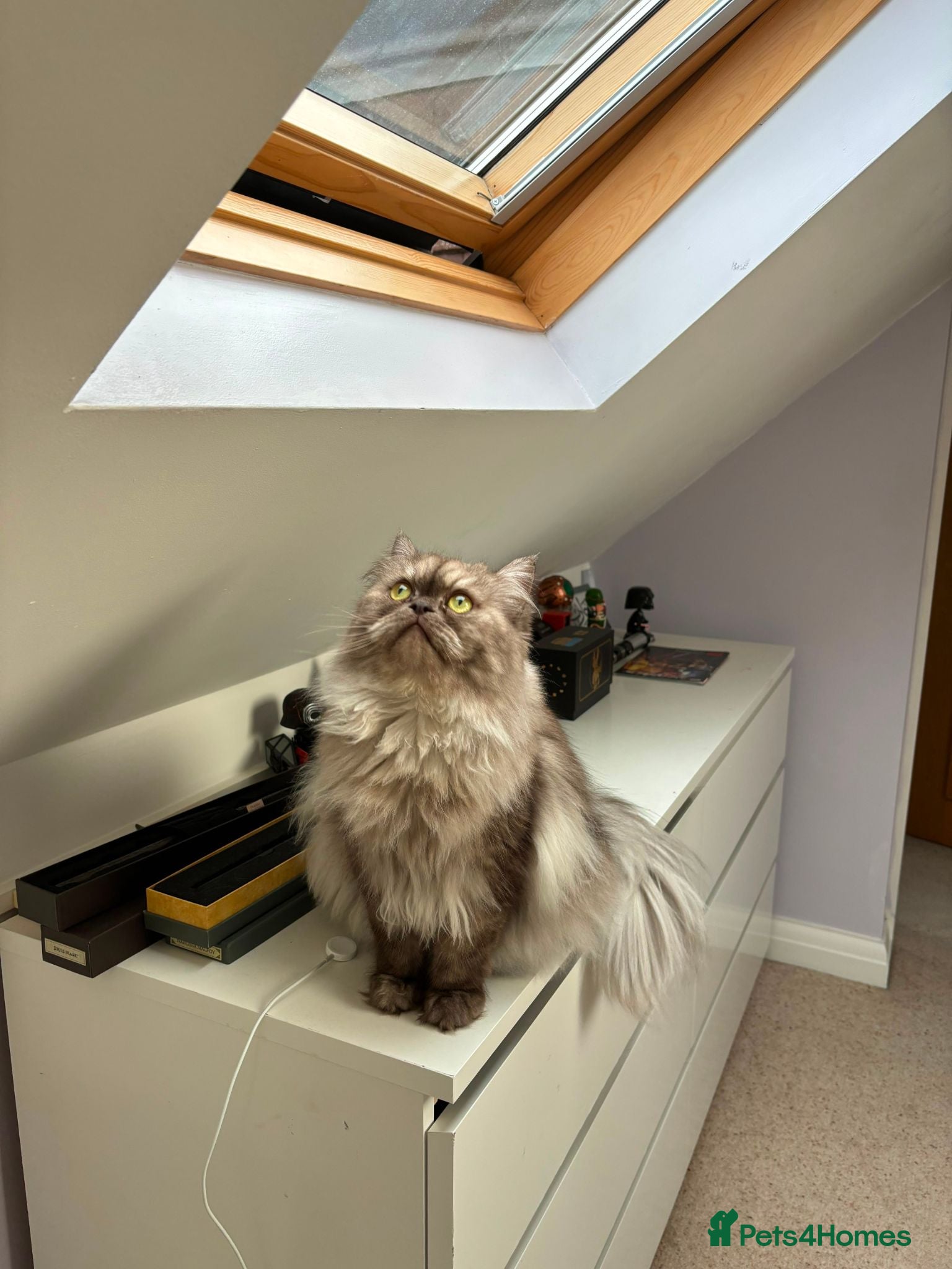 Persian cats Persian chinchilla male cat smokey grey/beige - Advert 2