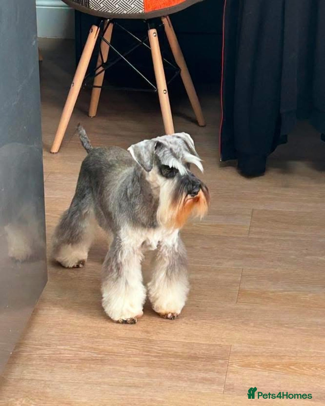 Miniature Schnauzer dogs for sale: OUTSTANDING DNA CLEAR KC MINI SCHNAUZERS - Image 11