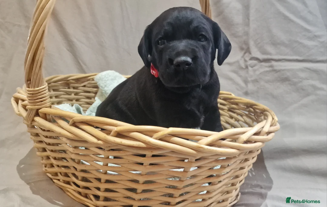 Labrador Retriever dogs for sale: Stunning KC Labrador Pups, Health tested parents  - Advert 25