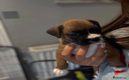 Boxer dogs for sale: Gorgeous Kc Boxer Puppies - Image 18