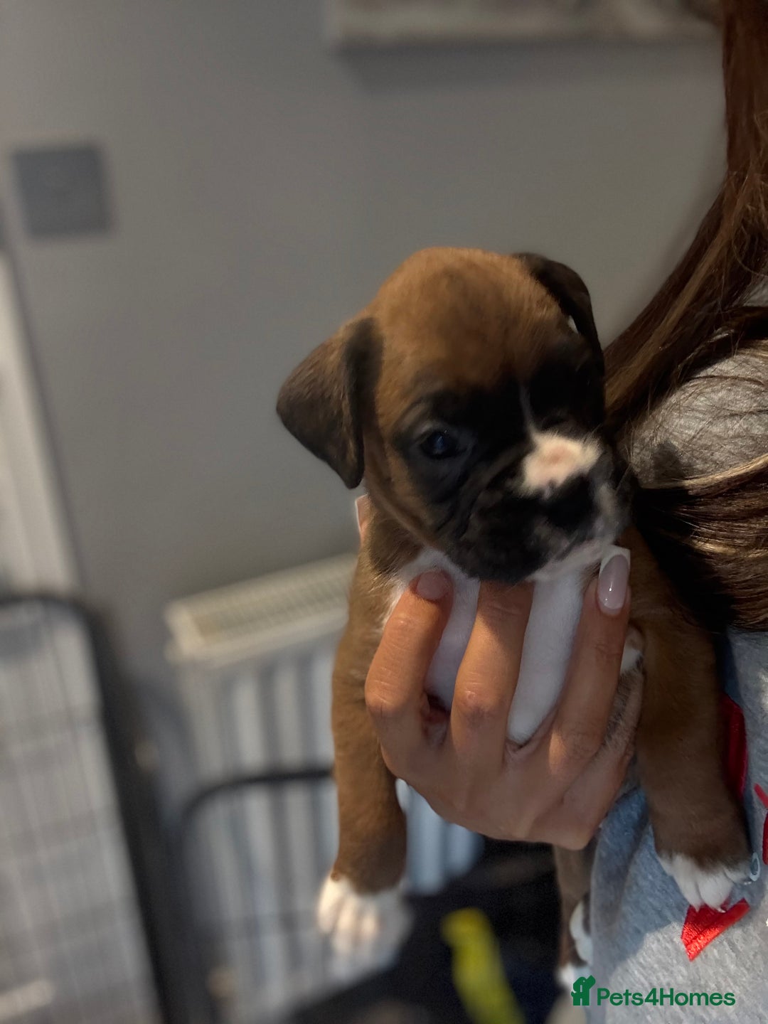 Boxer dogs for sale: Gorgeous Kc Boxer Puppies - Image 18