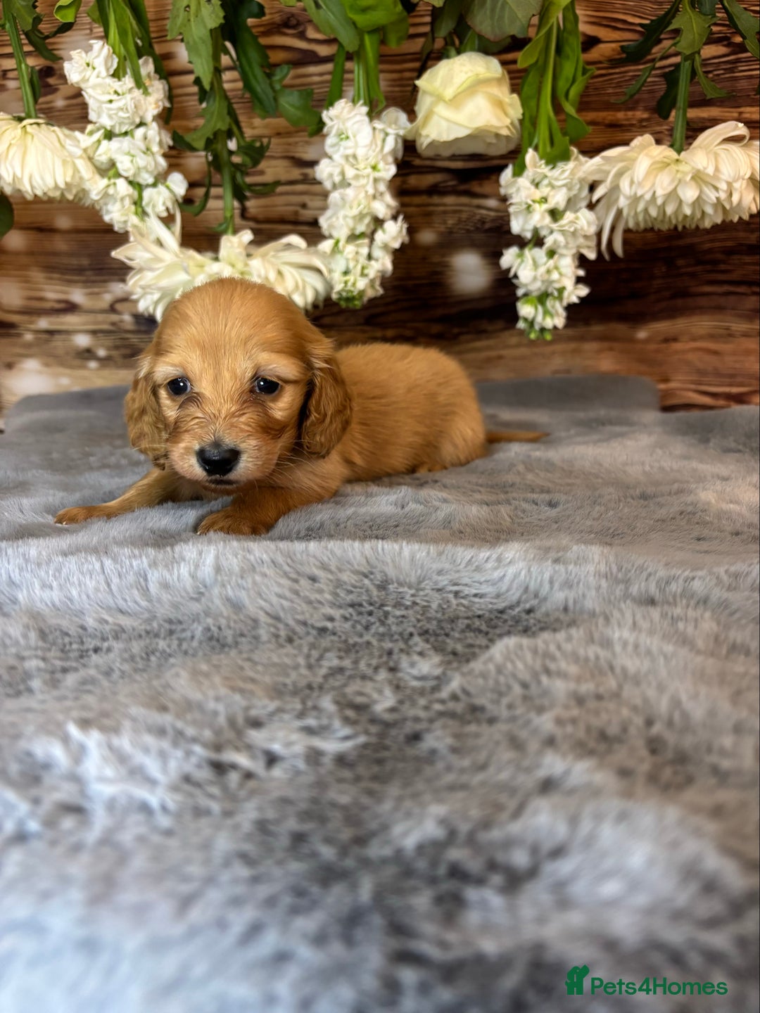 Miniature Dachshund dogs for sale: miniature long coat dachshunds - Image 10