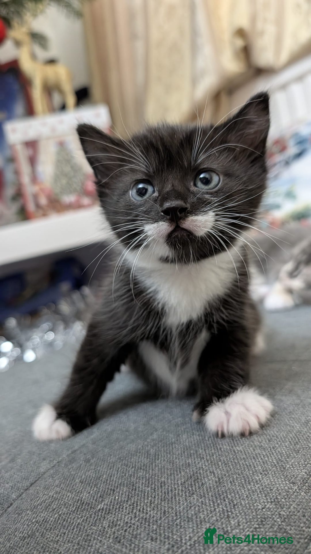 European cats for sale: 4 beautiful kittens for sale - Advert 14