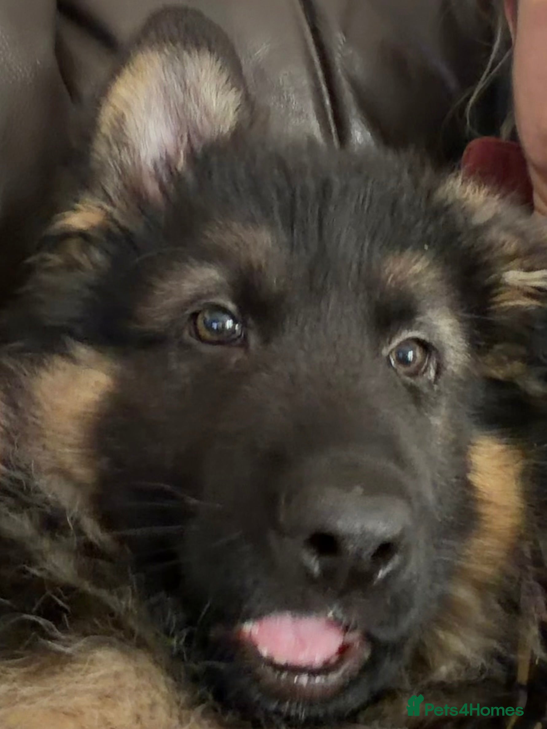 German Shepherd dogs Only 1 Boy Left – KC Reg Long Hair GSD - Advert 3