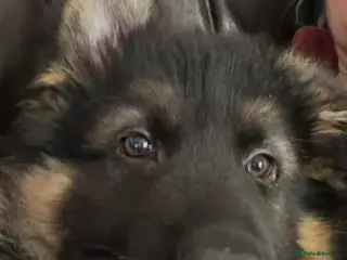 German Shepherd dogs Only 1 Boy Left – KC Reg Long Hair GSD - Advert 6