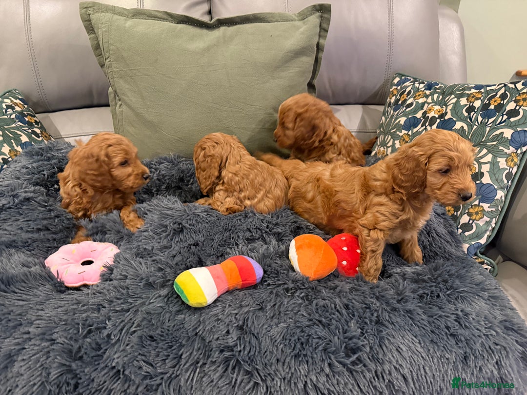 Cockapoo dogs for sale: MINI F1b COCKAPOO Puppies - Advert 6