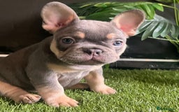 French Bulldog dogs for sale: Beautiful true to type French bulldog pups 3 left  - Image 4